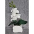 Kép 1/2 - Kis fehér orchidea 