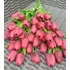 Kép 1/3 - Bordó gumi tulipán